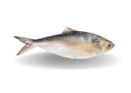 Hilsha Fish 1kg