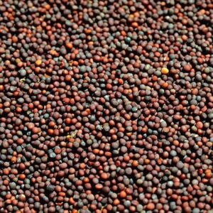 Kaalo shorisha (কালো সরিষা) 100gm