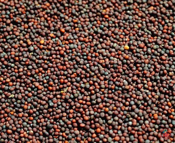 Kaalo shorisha (কালো সরিষা) 100gm